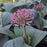 Allium, Turkistan Ornamental Onion