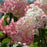 Hydrangea paniculata 'Rensun' PP 25,438  - First Editions® Strawberry Sundae® Hydrangea
