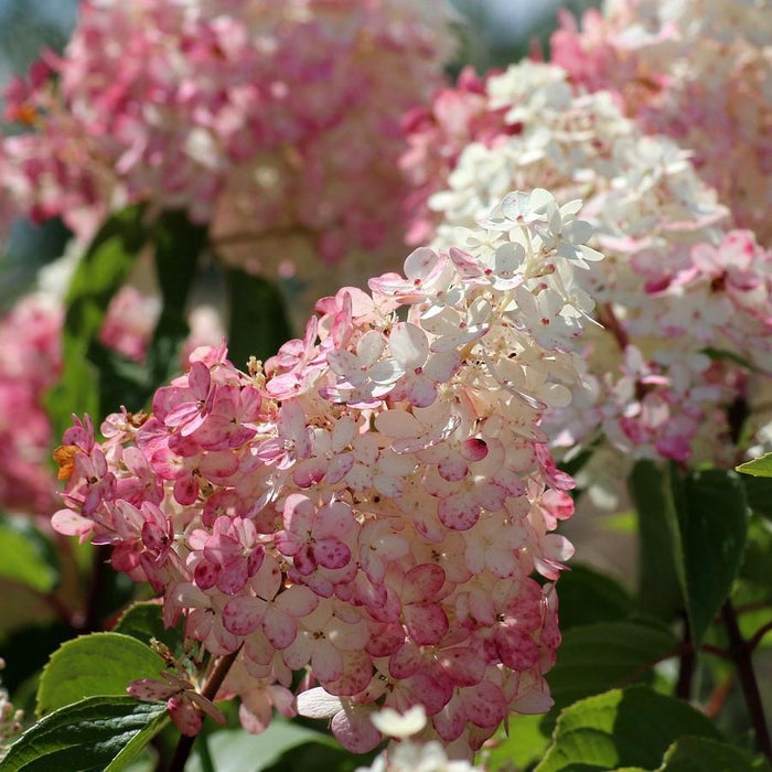 Hydrangea paniculata 'Rensun' PP 25,438  - First Editions® Strawberry Sundae® Hydrangea