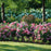 Hydrangea arborescens 'NCHA3'  - Invincibelle® Ruby Hydrangea