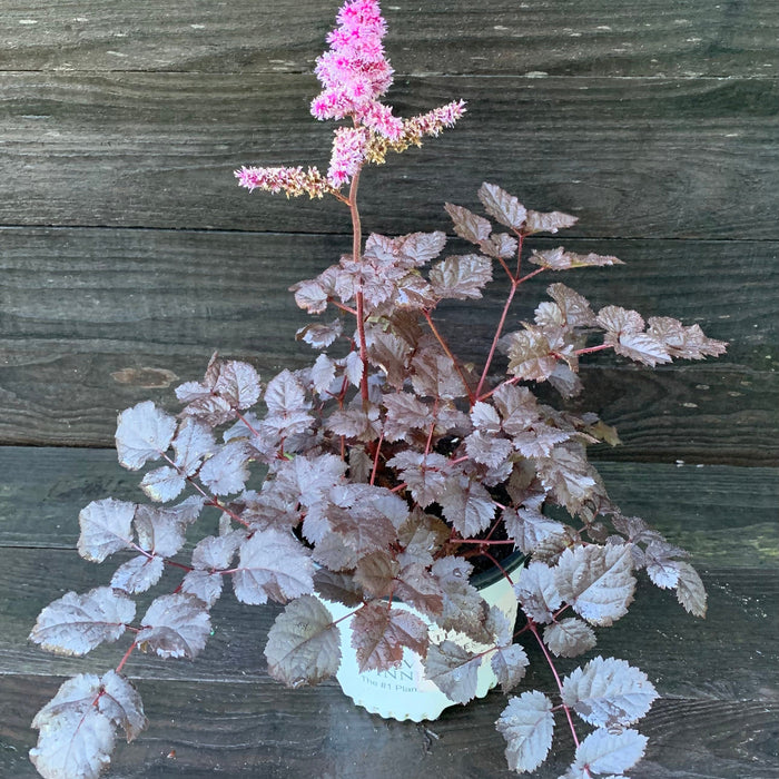 Astilbe, Dark Side of the Moon Astilbe