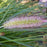 Grass, Red Head Fountain Grass