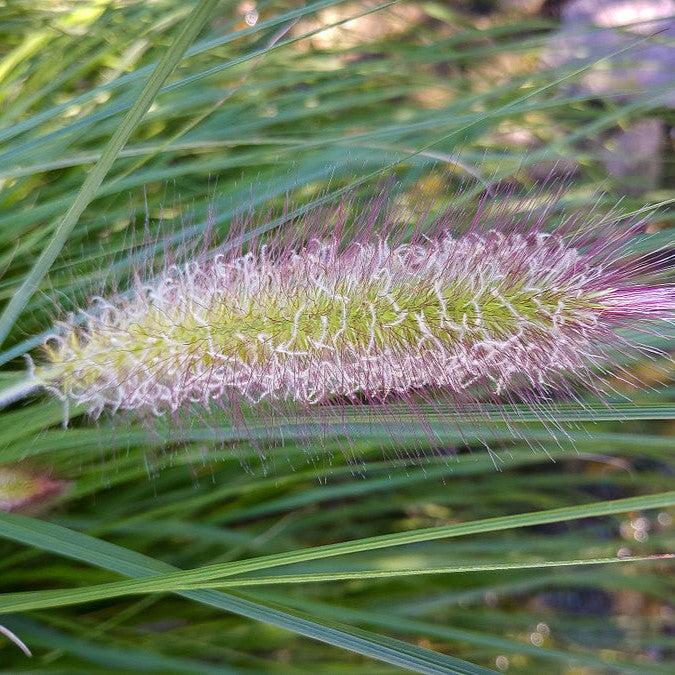Grass, Red Head Fountain Grass