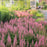 Astilbe, Vision in Pink Chinese Astilbe