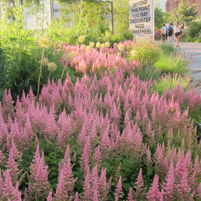 Astilbe, Vision in Pink Chinese Astilbe