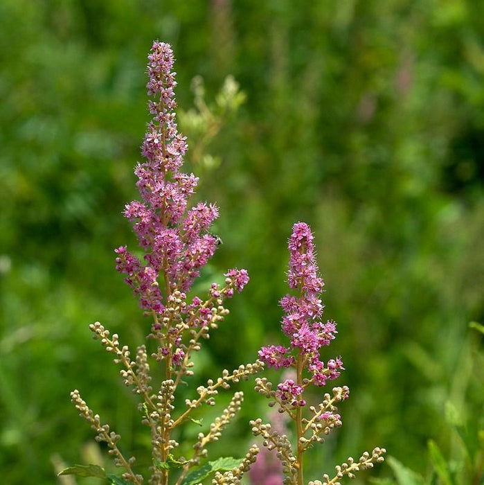 Spirea, Steeplebush Spirea