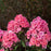 Phlox, First Editions® Coral Crème Drop™ Phlox