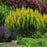 Baptisia, Decadence® Lemon Meringue Baptisia