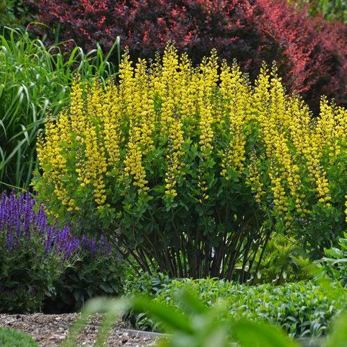Baptisia, Decadence® Lemon Meringue Baptisia