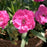 Dianthus, EverLast™ Orchid Dianthus