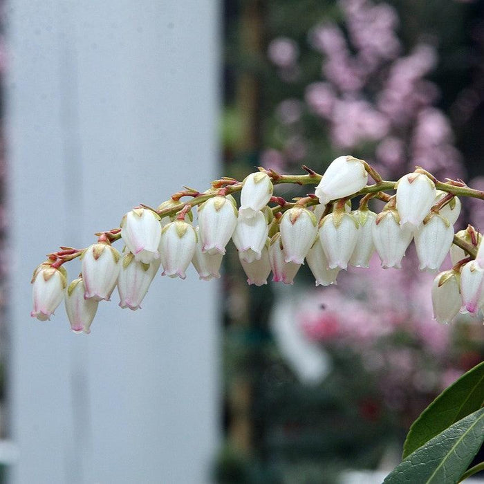Pieris japonica 'Dorothy Wyckoff'  - Dorothy Wyckoff Andromeda