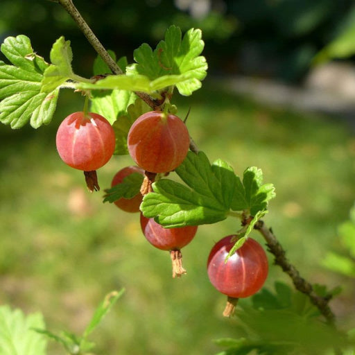 Gooseberry, Hinnomaki Red Gooseberry, 3 gal (18-21 in)