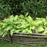 Hosta 'Dancing Queen'  - Dancing Queen Hosta