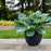 Hosta 'Diamond Lake' PP30769  - PW® Shadowland® Diamond Lake Hosta