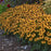 Rudbeckia fulgida 'Little Goldstar'  - Little Goldstar Black-Eyed Susan