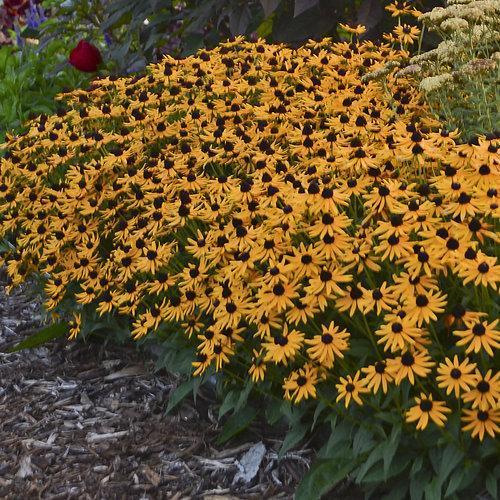 Rudbeckia fulgida 'Little Goldstar'  - Little Goldstar Black-Eyed Susan
