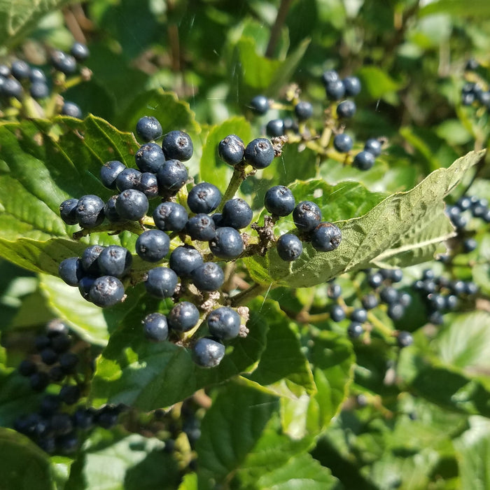 Viburnum dentatum 'Blubzam'  - Blue Blaze™ Viburnum