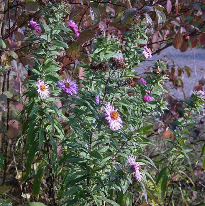 Aster, New York Aster