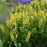 Baptisia, Decadence® Lemon Meringue Baptisia