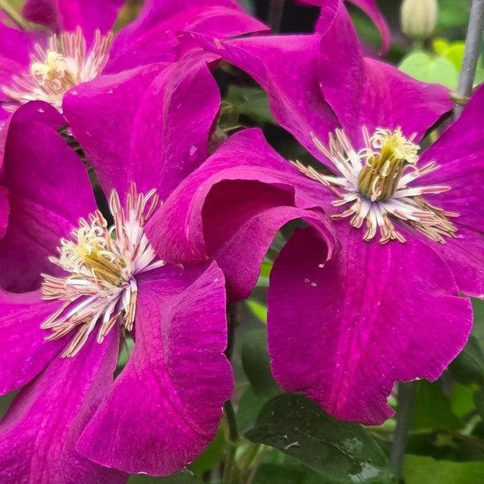 Clematis 'Rouge Cardinal'  - Rouge Cardinal Clematis