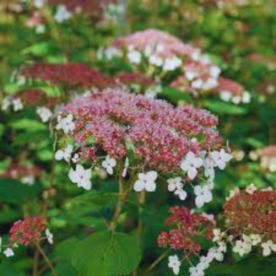 Hydrangea, Pinky Pollen Ring Smooth Leaf Hydrangea