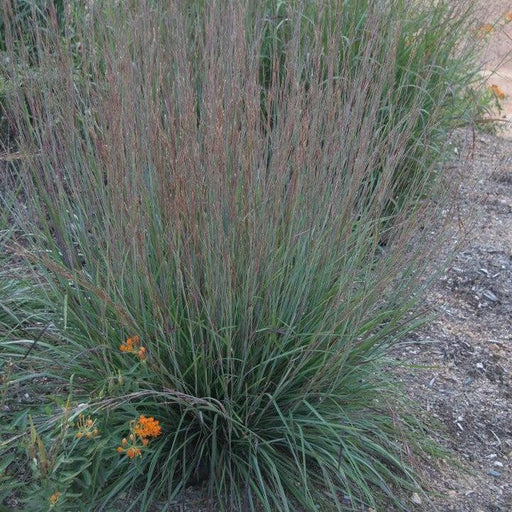 Grass, Blue Heaven Little Bluestem