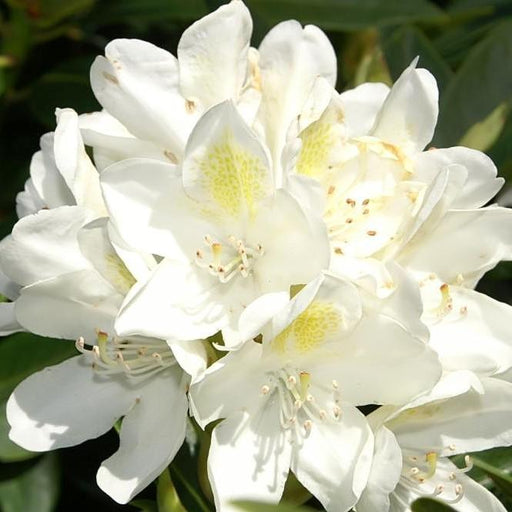 Rhododendron, Chionoides Rhododendron