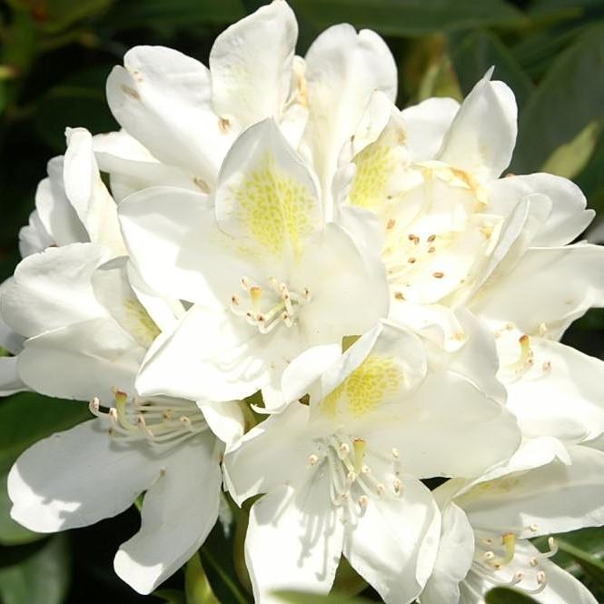 Rhododendron, Chionoides Rhododendron