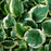 Hosta 'Earth Angel'  - Earth Angel Hosta