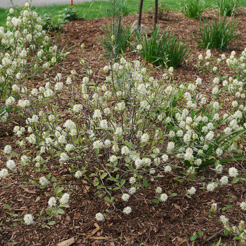 Fothergilla, Legend of the Small Fothergilla