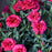 Dianthus, EverLast™ Orchid Dianthus
