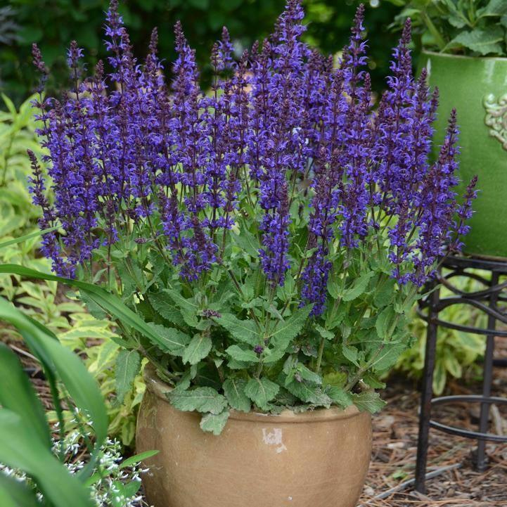 Salvia, Color Spires® Violet Riot Salvia — Mackey's
