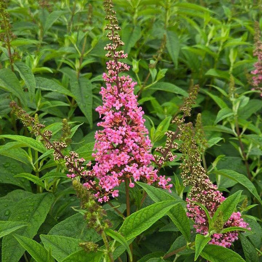 Butterfly Bush, First Editions® Trippy Pink® Butterfly Bush