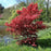Acer palmatum 'Bloodgood'  - Japanese Maple 'Bloodgood'