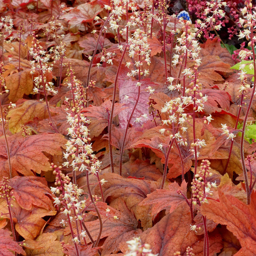 Heucherella 'Sweet Tea'  - Sweet Tea Foamy Bells