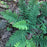 Fern, Eastern Wood Fern, Leatherwood Fern