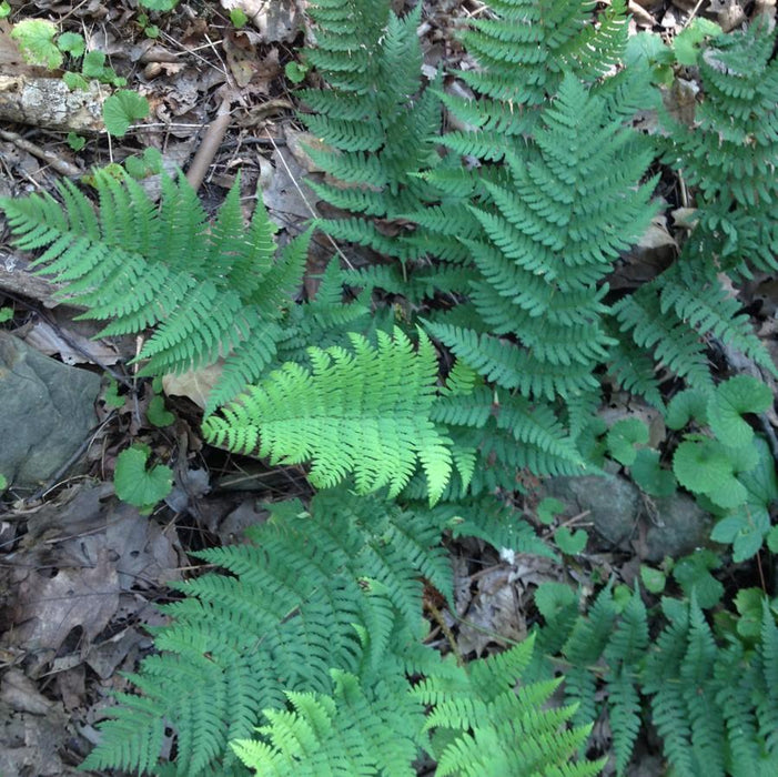 Fern, Eastern Wood Fern, Leatherwood Fern