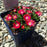 Delosperma, Jewel of Desert® Garnet Ice Plant