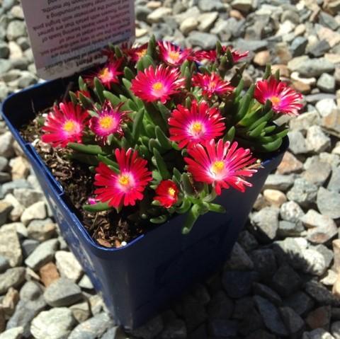 Delosperma, Jewel of Desert® Garnet Ice Plant