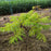 Rhus typhina 'Bailtiger'  - First Editions® Tiger Eyes Staghorn Sumac