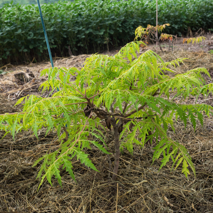 Rhus typhina 'Bailtiger'  - First Editions® Tiger Eyes Staghorn Sumac