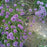 Allium, Medusa Ornamental Onion