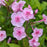 Phlox, Volcano Soft Pink with Dark Eye Phlox