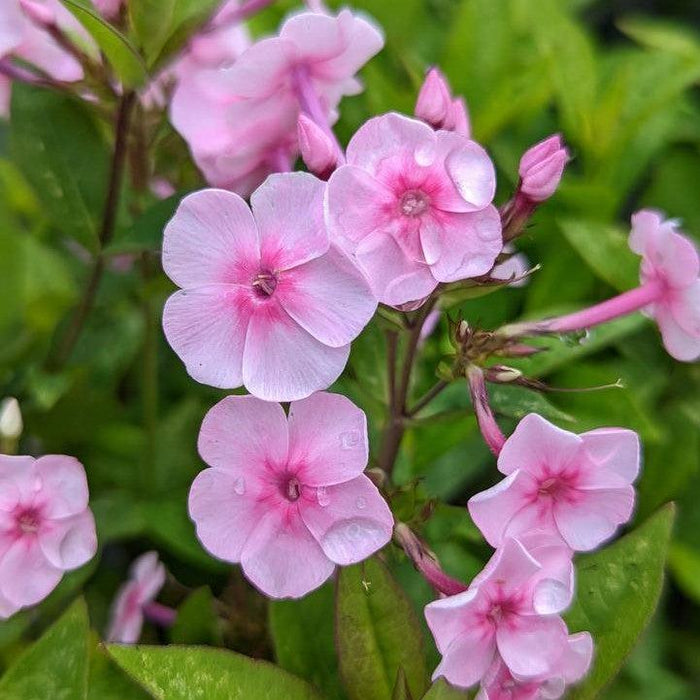 Phlox, Volcano Soft Pink with Dark Eye Phlox