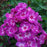 Phlox, First Editions® Grape Lollipop™ Phlox