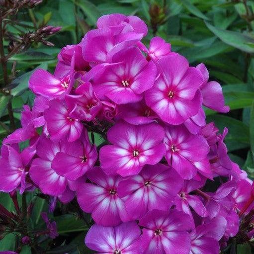 Phlox, First Editions® Grape Lollipop™ Phlox
