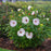 Hibiscus 'Ballet Slippers'  - Summerific® Ballet Slippers Hibiscus