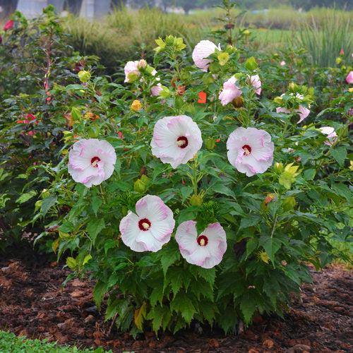 Hibiscus 'Ballet Slippers'  - Summerific® Ballet Slippers Hibiscus
