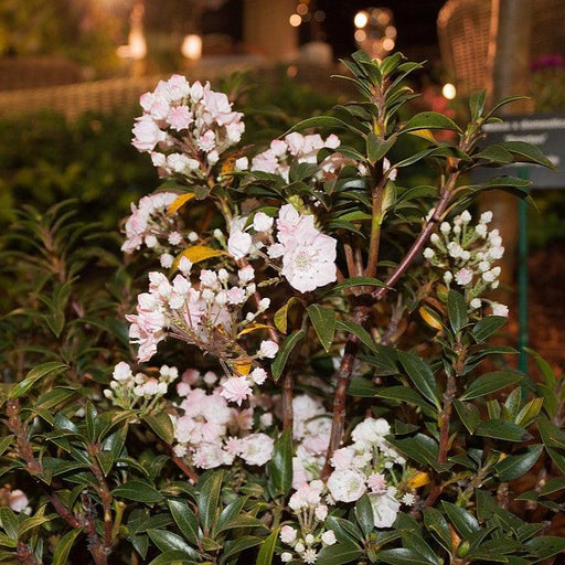 Kalmia latifolia 'Elf'  - Elf Mountain Laurel