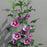 Hibiscus syriacus 'Gandini Santiago'  - Purple Pillar® Rose of Sharon